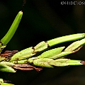 Aegialitis annulata (Club Mangrove) in Saltwater Creek<br />Canon KDX (400D) + EFS60 F2.8 + SPEEDLITE 380EX